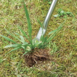 立ったまま、楽々草取り「根掘り葉掘り」